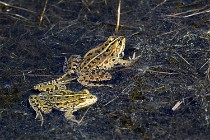 Le Teich 17-04-06 0891   Photos ACG 2017