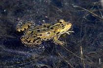 Le Teich 17-04-06 0894   Photos ACG 2017