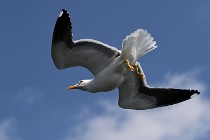 2017-05-22  31 Hollande Texel