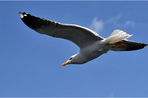 TEXEL HOLLANDE 17-05-22 00042   Photos ACG 2017