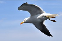 TEXEL HOLLANDE 17-05-22 00054   Photos ACG 2017