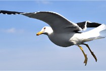 TEXEL HOLLANDE 17-05-22 00056   Photos ACG 2017