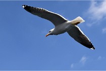 TEXEL HOLLANDE 17-05-22 00070   Photos ACG 2017