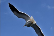 TEXEL HOLLANDE 17-05-22 00092   Photos ACG 2017