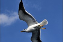 TEXEL HOLLANDE 17-05-22 00093  01  Photos ACG 2017