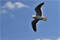 TEXEL HOLLANDE 17-05-22 00102   Photos ACG 2017