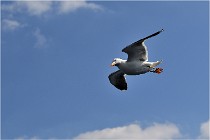 TEXEL HOLLANDE 17-05-22 00104   Photos ACG 2017