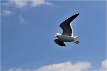 TEXEL HOLLANDE 17-05-22 00105   Photos ACG 2017