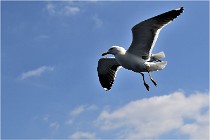 TEXEL HOLLANDE 17-05-22 00116   Photos ACG 2017