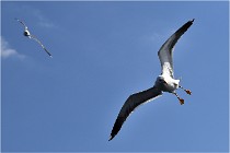 TEXEL HOLLANDE 17-05-22 00131   Photos ACG 2017