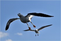 TEXEL HOLLANDE 17-05-22 00160   Photos ACG 2017