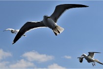 TEXEL HOLLANDE 17-05-22 00167   Photos ACG 2017