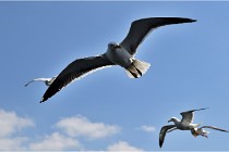 TEXEL HOLLANDE 17-05-22 00168   Photos ACG 2017