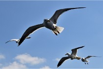 TEXEL HOLLANDE 17-05-22 00169   Photos ACG 2017