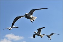 TEXEL HOLLANDE 17-05-22 00170   Photos ACG 2017
