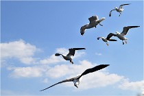 TEXEL HOLLANDE 17-05-22 00198   Photos ACG 2017