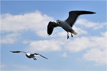 TEXEL HOLLANDE 17-05-22 00222   Photos ACG 2017