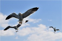TEXEL HOLLANDE 17-05-22 00223   Photos ACG 2017