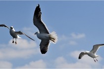 TEXEL HOLLANDE 17-05-22 00244   Photos ACG 2017