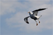 TEXEL HOLLANDE 17-05-22 00257   Photos ACG 2017