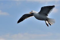 TEXEL HOLLANDE 17-05-22 00278   Photos ACG 2017