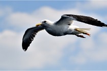 TEXEL HOLLANDE 17-05-22 00303   Photos ACG 2017