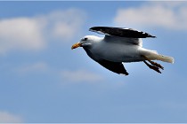 TEXEL HOLLANDE 17-05-22 00305   Photos ACG 2017