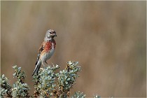 TEXEL HOLLANDE 17-05-22 00310   Photos ACG 2017