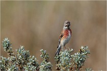 TEXEL HOLLANDE 17-05-22 00313   Photos ACG 2017