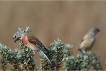 TEXEL HOLLANDE 17-05-22 00319   Photos ACG 2017