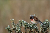 TEXEL HOLLANDE 17-05-22 00322   Photos ACG 2017