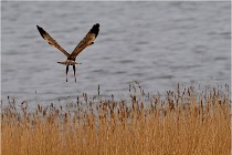 TEXEL HOLLANDE 17-05-22 00361   Photos ACG 2017