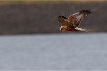 TEXEL HOLLANDE 17-05-22 00375   Photos ACG 2017