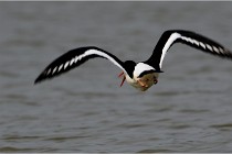 TEXEL HOLLANDE 17-05-23 00417   Photos ACG 2017