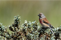 TEXEL HOLLANDE 17-05-23 01021   Photos ACG 2017