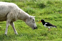 TEXEL HOLLANDE 17-05-24 01884   Photos ACG 2017