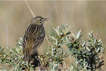 TEXEL HOLLANDE 17-05-25 02316   Photos ACG 2017