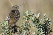 TEXEL HOLLANDE 17-05-25 02339   Photos ACG 2017