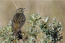 TEXEL HOLLANDE 17-05-25 02342   Photos ACG 2017