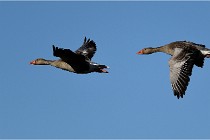 TEXEL HOLLANDE 17-05-25 02360   Photos ACG 2017
