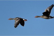 TEXEL HOLLANDE 17-05-25 02361   Photos ACG 2017