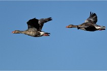 TEXEL HOLLANDE 17-05-25 02362   Photos ACG 2017
