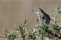 TEXEL HOLLANDE 17-05-25 02376   Photos ACG 2017