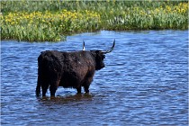 TEXEL HOLLANDE 17-05-25 07488   Photos ACG 2017