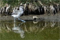 TEXEL HOLLANDE 17-05-26 02511   Photos ACG 2017