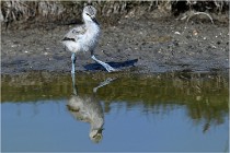 TEXEL HOLLANDE 17-05-26 02546   Photos ACG 2017