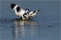 TEXEL HOLLANDE 17-05-26 02612   Photos ACG 2017