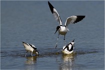 TEXEL HOLLANDE 17-05-26 02615   Photos ACG 2017