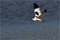 TEXEL HOLLANDE 17-05-26 02653   Photos ACG 2017