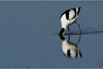 TEXEL HOLLANDE 17-05-26 02694   Photos ACG 2017